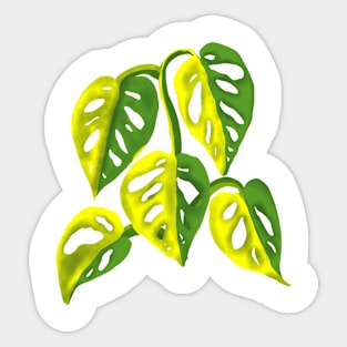 Monstera Adansoni Yellow Variegated Sticker